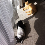 photo of dog and cat lying in sun by window