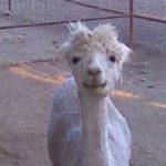 photo of white alpaca