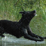photo of dog jumping into water