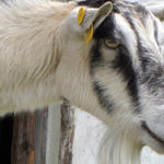 photo of goat with head through fence rails
