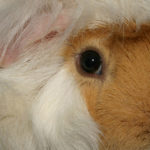 photo of guinea pig