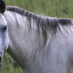 photo of horse in field