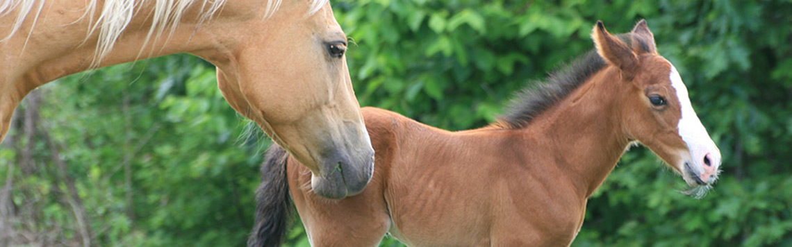 slider horse mom foal