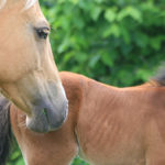 photo of horses mare and foal