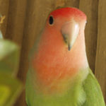 photo of lovebird