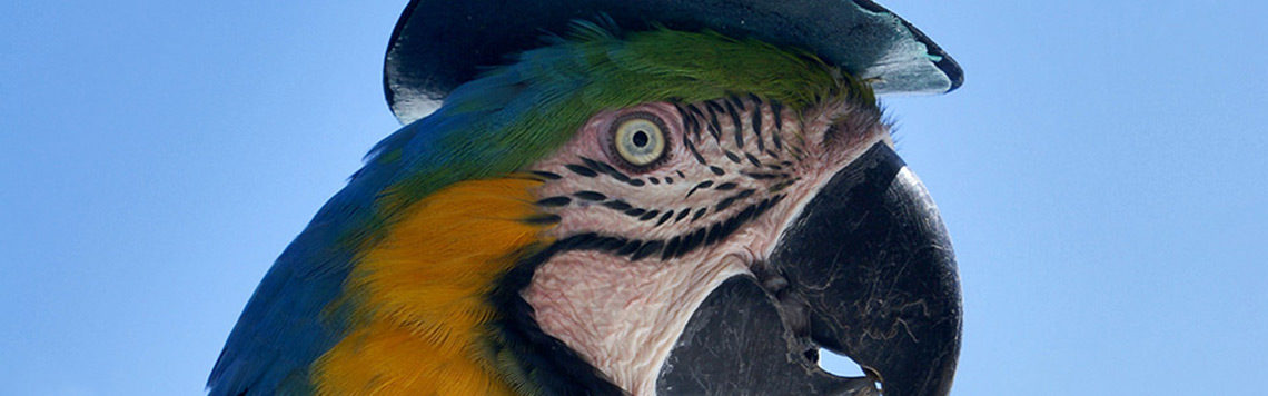 slider macaw