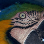 photo of blue and gold macaw