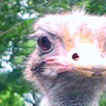 photo of ostrich face