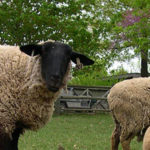 photo of sheep