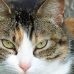 photo of cat on fence